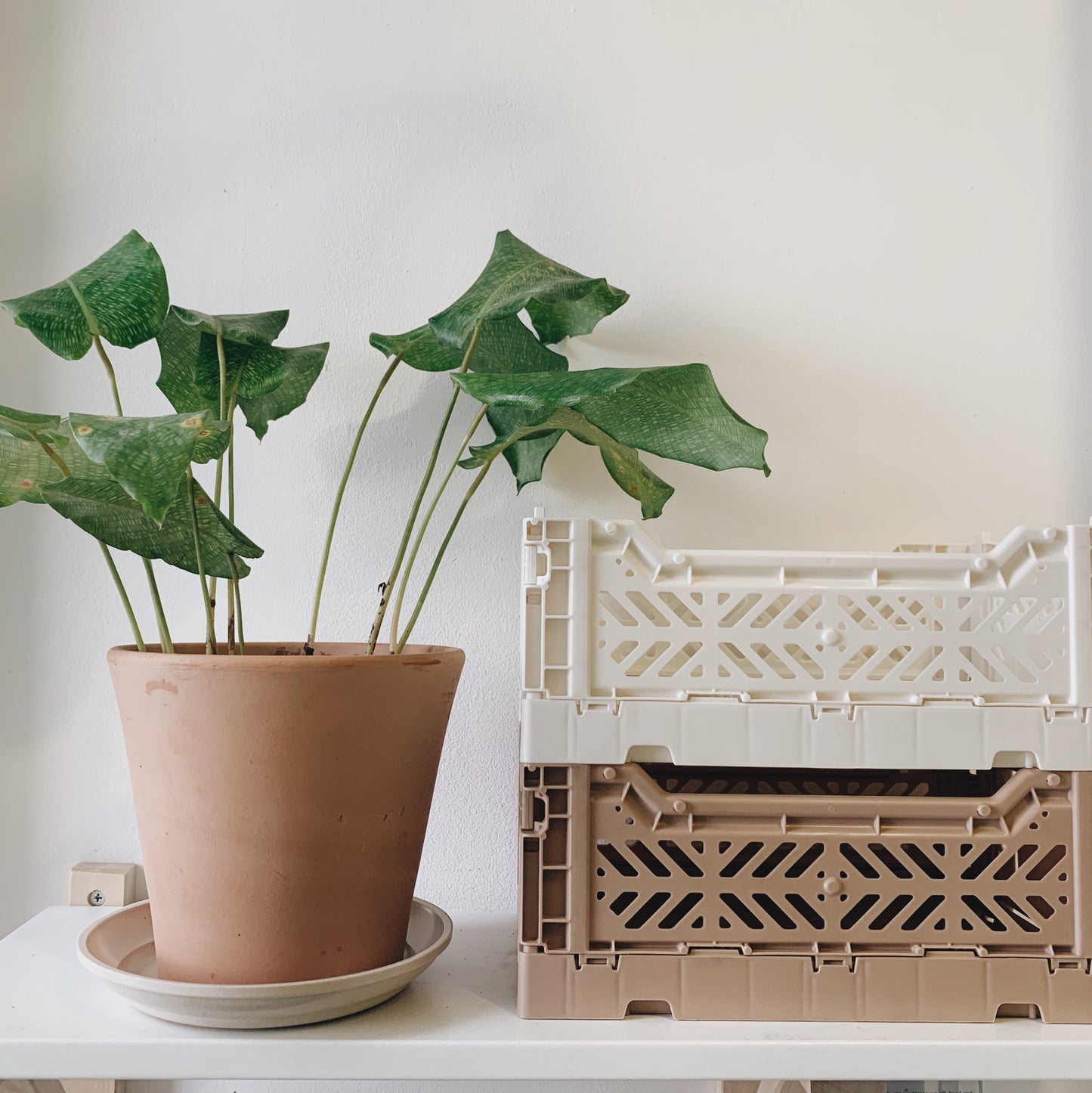 Aykasa Folding Minibox Colour Crate