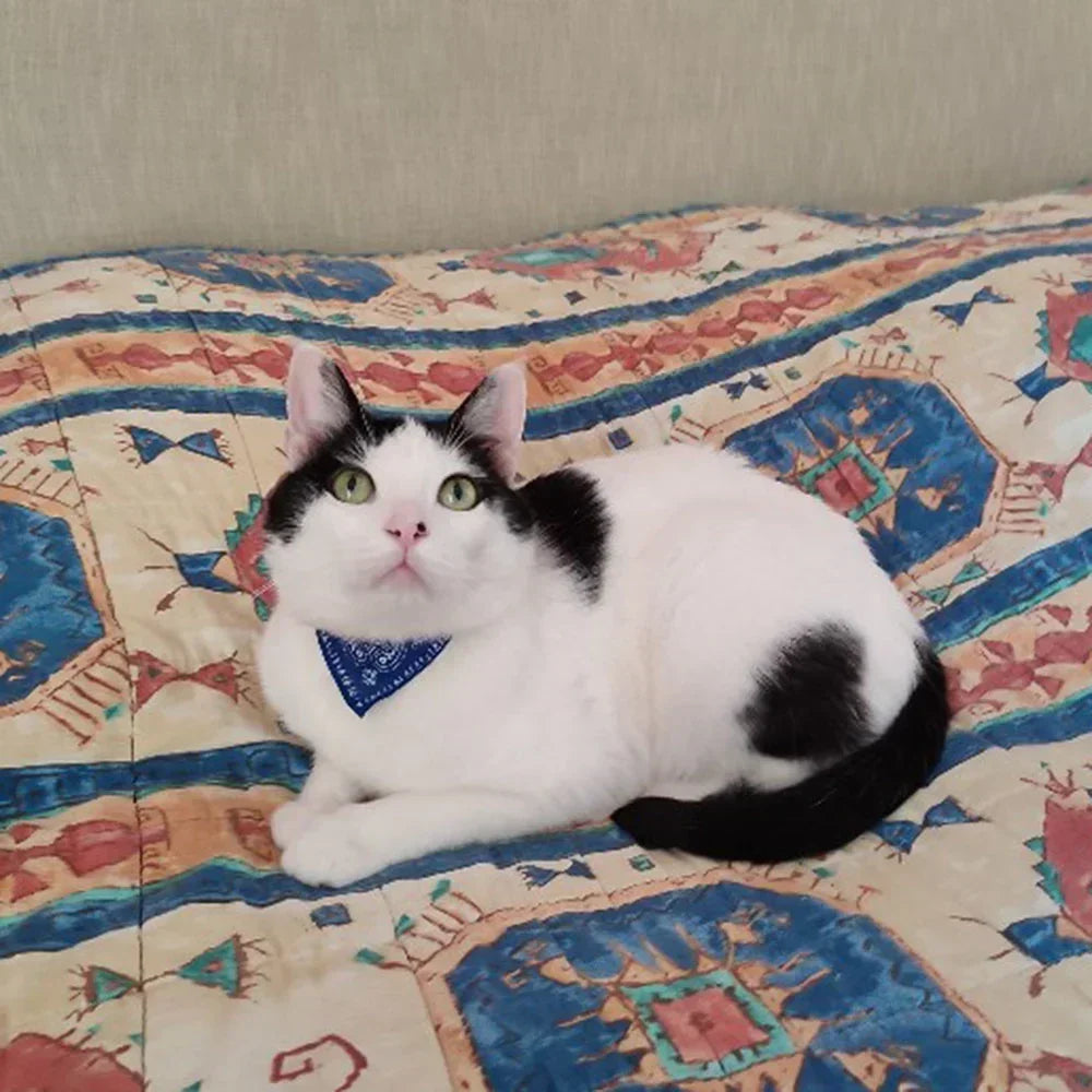 Cat Collar Lovely Adjustable Size Triangular Tie Scarf